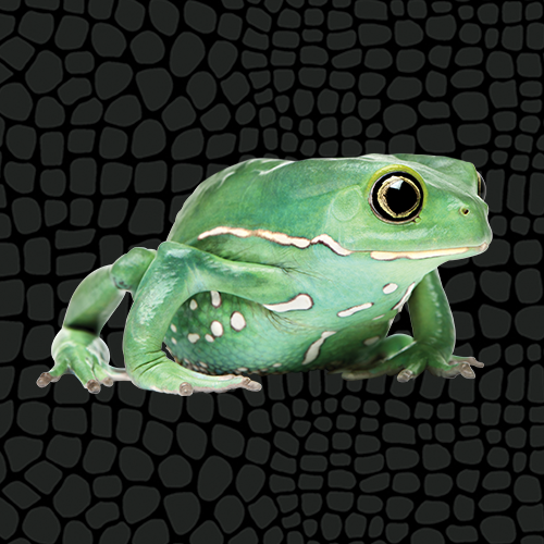 Husbandry Handbook Waxy Monkey Tree Frog Phyllomedusa sauvagii