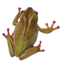 Frogs and Amphibians Highlight Image. Green frog on branch.