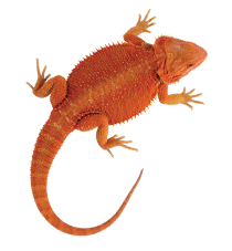 Lizards and Geckos Highlight Image. Chameleon