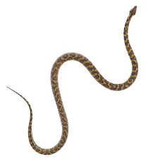 Snake Highlight Image. Snake