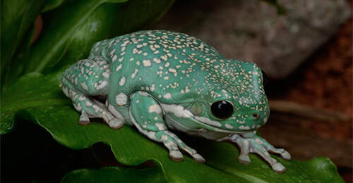 Frogs & Amphibians | Reptile Pet Types | Zilla