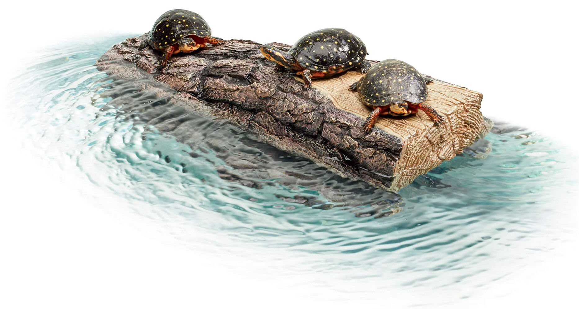 log on water with turtles floating on it