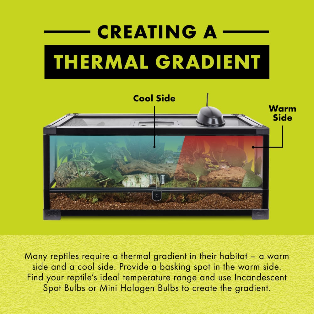 Many reptiles require a thermal gradient in their habitat. Provide a basking spot in the warm side