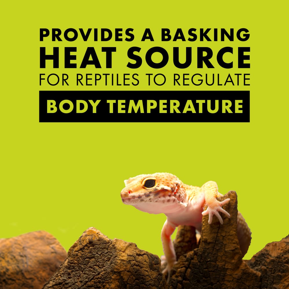 Incandescent spot bulbs provide a basking heat source for reptiles to regulate body temperature