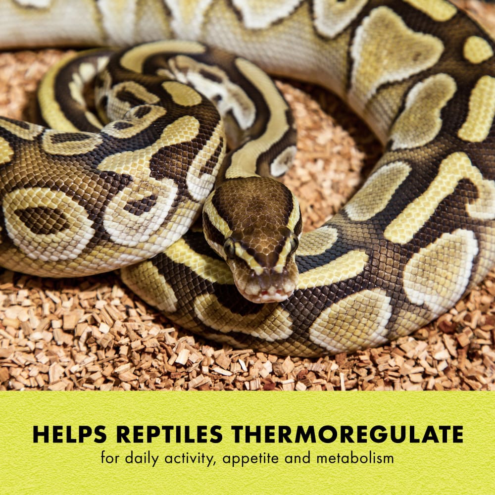 Snake coiled on substrate with copy about thermoregulation support