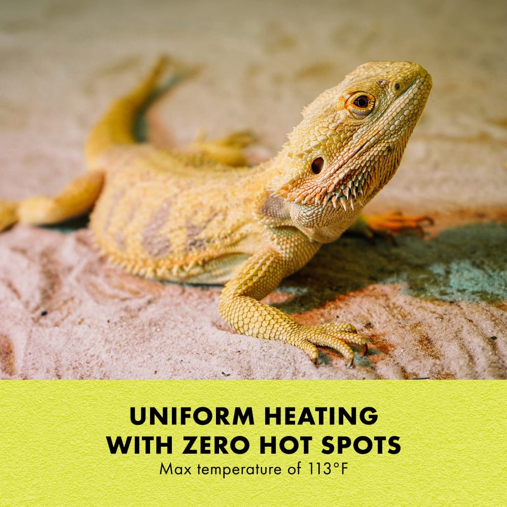 Bearded dragon and copy uniform heating with zero hot spots