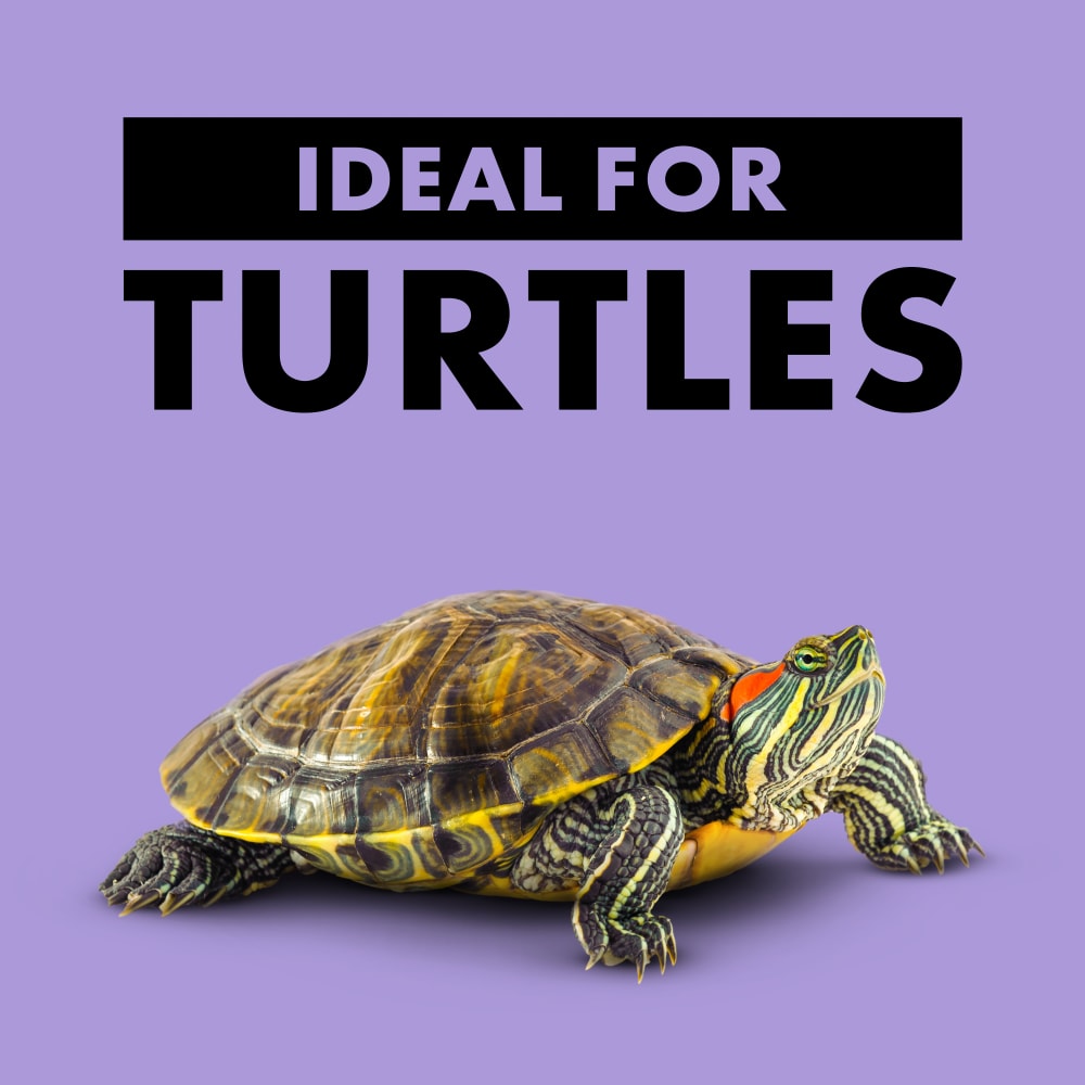 zilla-infographic03-benefitturtle