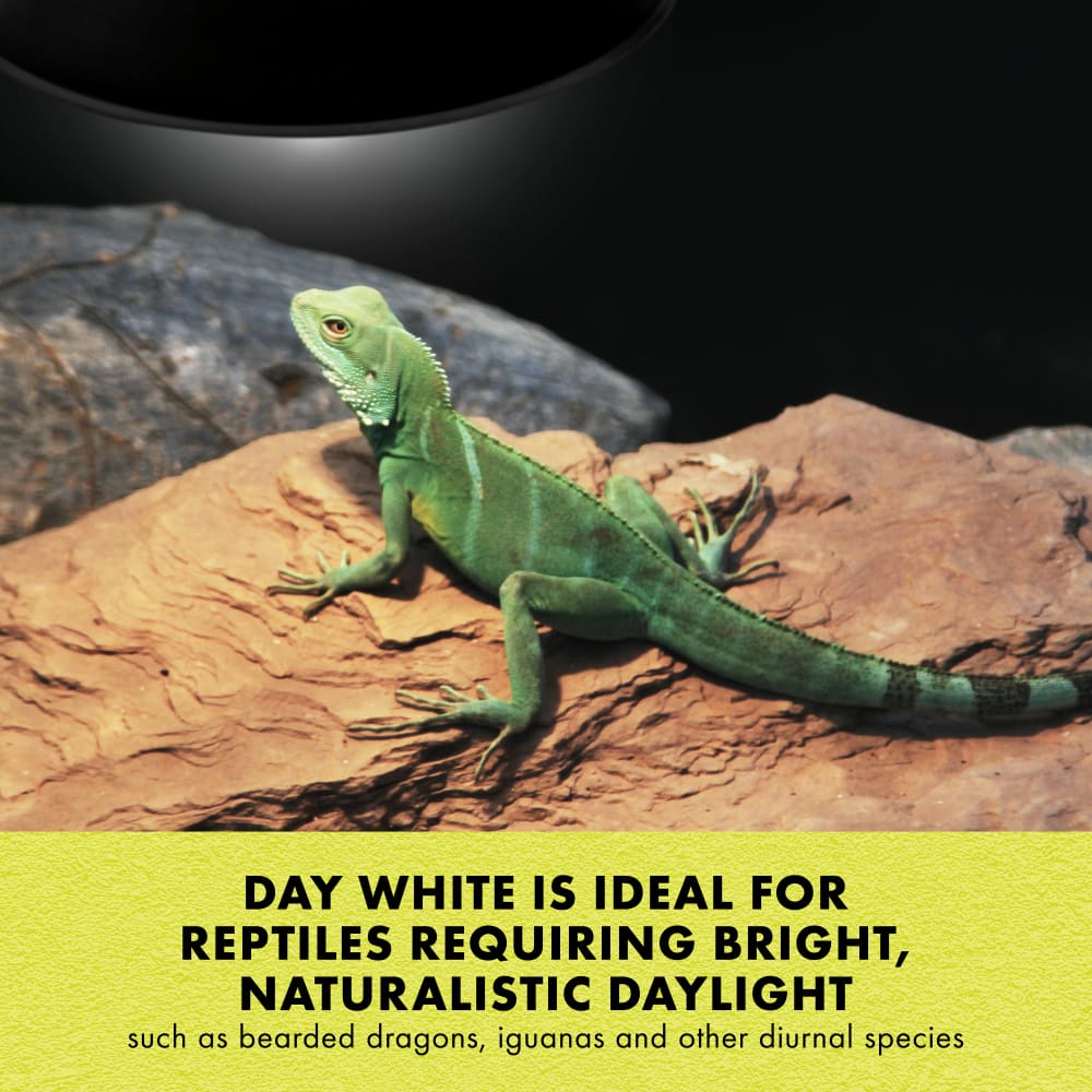 Zilla mini halogen bulb in Day white is ideal for reptiles needing bright daylight