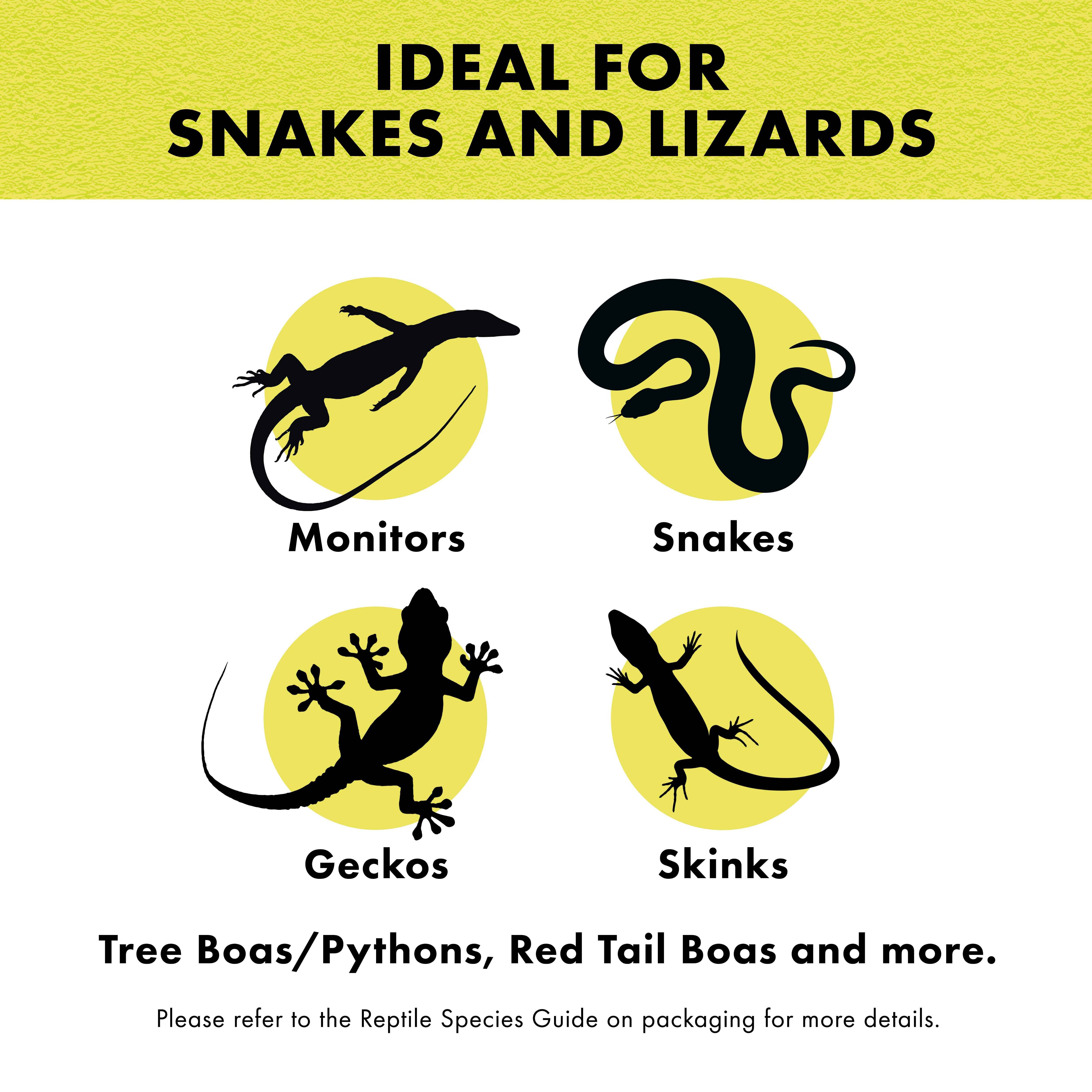 ZillaSnakeLizardLitter04