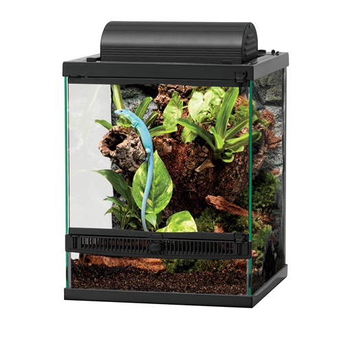 12x12x15 front opening terrarium decorated and with lizard