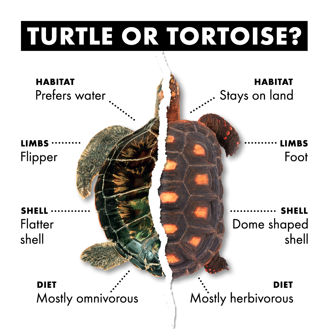 turtletortoise