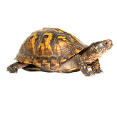 Eastern Box turtle