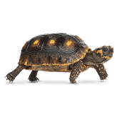 Red Footed Tortoise
