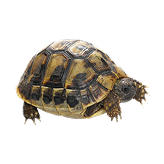 Small Tortoises