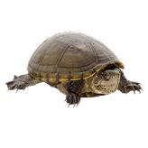 Mud Turtle