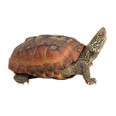 Musk Turtle