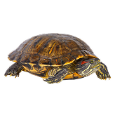 Red Eared Slider