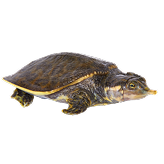 Softshell Turtle